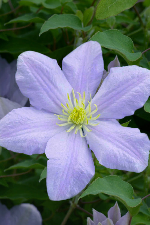  Chelsea Clematis - 1 Gallon Pot
