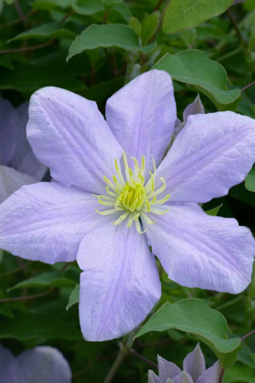  Chelsea Clematis - 1 Gallon Pot