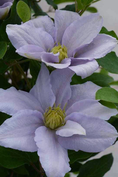  Chelsea Clematis - 1 Gallon Pot