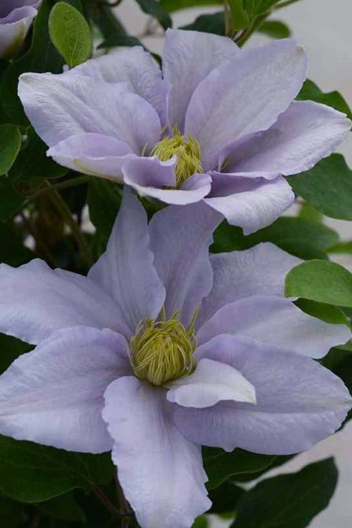  Chelsea Clematis - 1 Gallon Pot