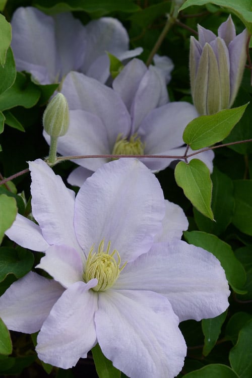  Chelsea Clematis - 1 Gallon Pot