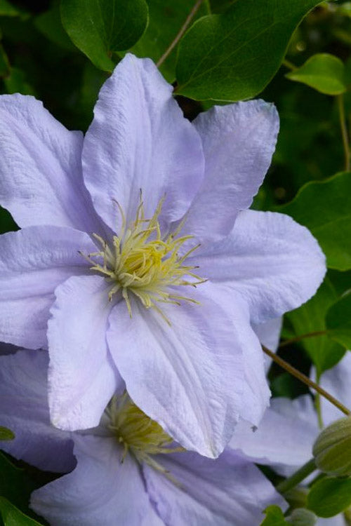  Chelsea Clematis - 1 Gallon Pot