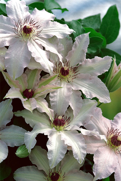  Clair De Lune Clematis - 1 Gallon Pot