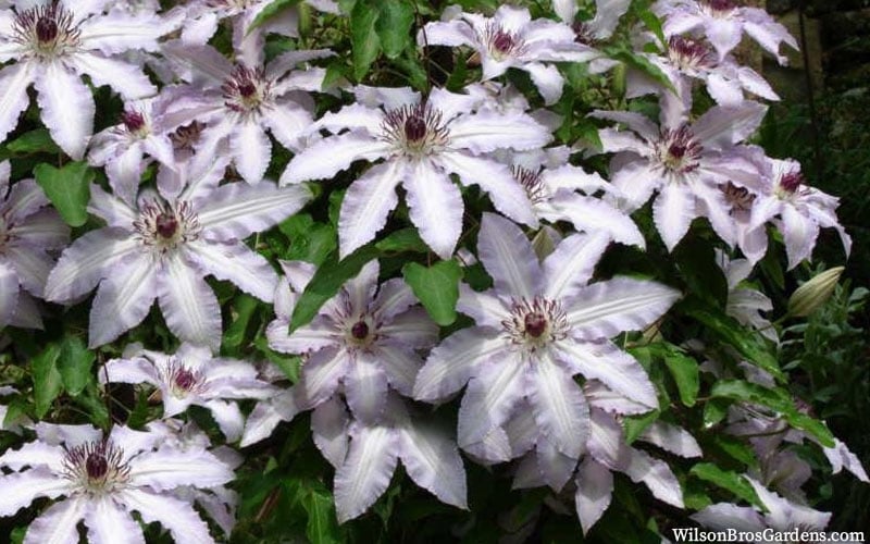  Clair De Lune Clematis - 1 Gallon Pot