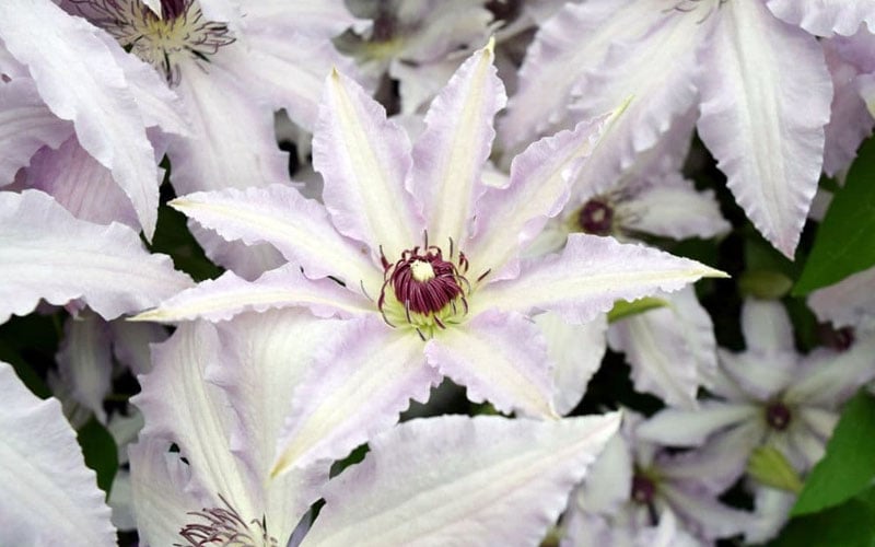  Clair De Lune Clematis - 1 Gallon Pot