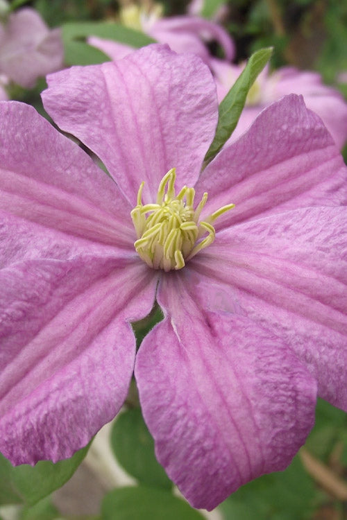 Comtesse De Bouchaud Clematis - 1 Gallon Pot