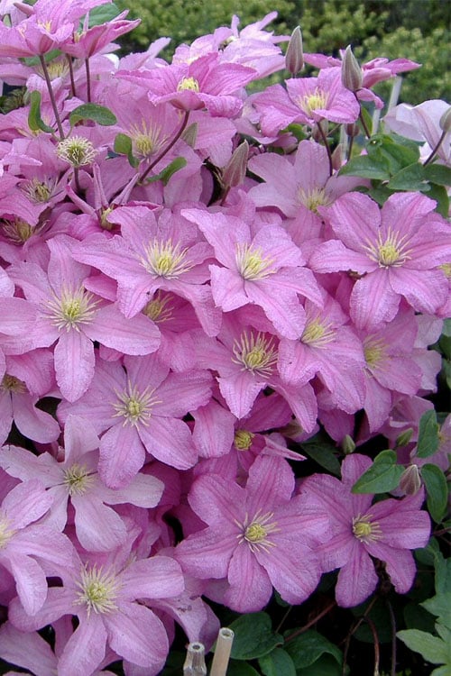  Comtesse De Bouchaud Clematis - 1 Gallon Pot