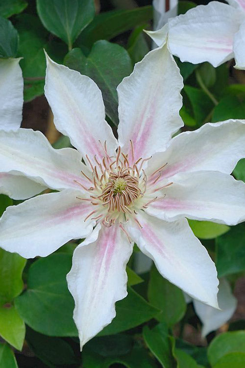  Corinne Clematis - 1 Gallon Pot