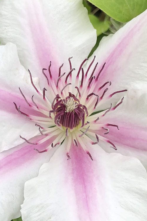  Corinne Clematis - 1 Gallon Pot