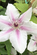  Corinne Clematis - 1 Gallon Pot