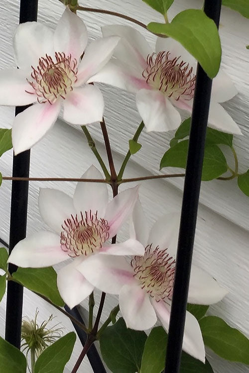  Corinne Clematis - 1 Gallon Pot
