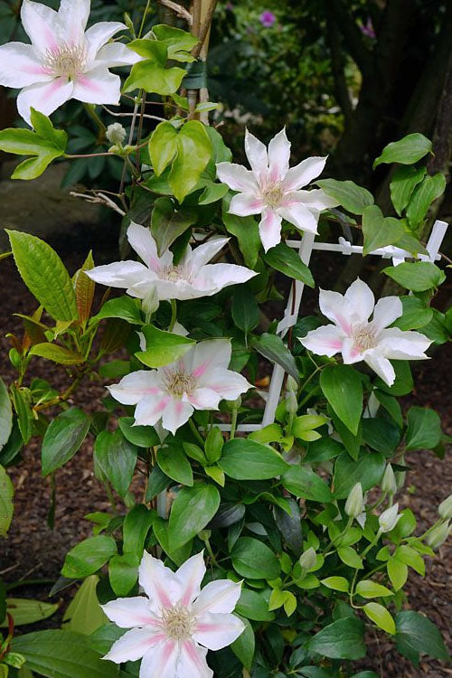  Corinne Clematis - 1 Gallon Pot