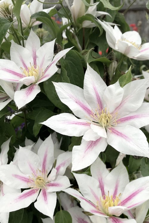  Corinne Clematis - 1 Gallon Pot