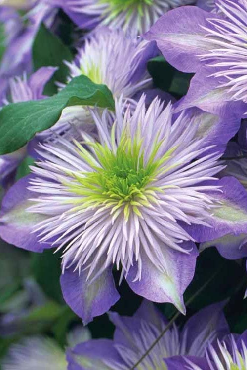  Crystal Fountain Clematis - 1 Gallon Pot
