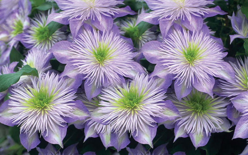  Crystal Fountain Clematis - 1 Gallon Pot