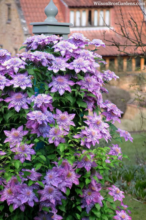  Crystal Fountain Clematis - 1 Gallon Pot