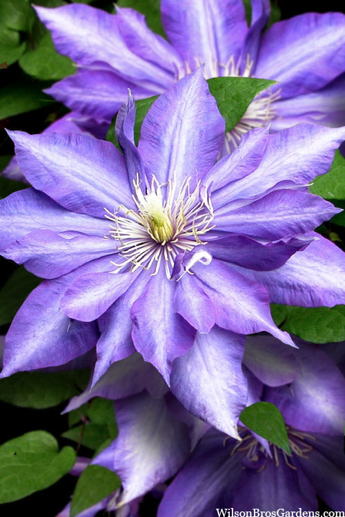 Daniel Deronda Clematis - 1 Gallon Pot
