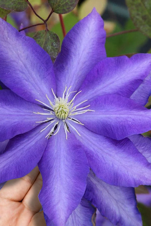  Daniel Deronda Clematis - 1 Gallon Pot
