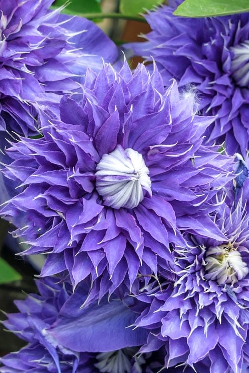  Diamantina Clematis - 1 Gallon Pot