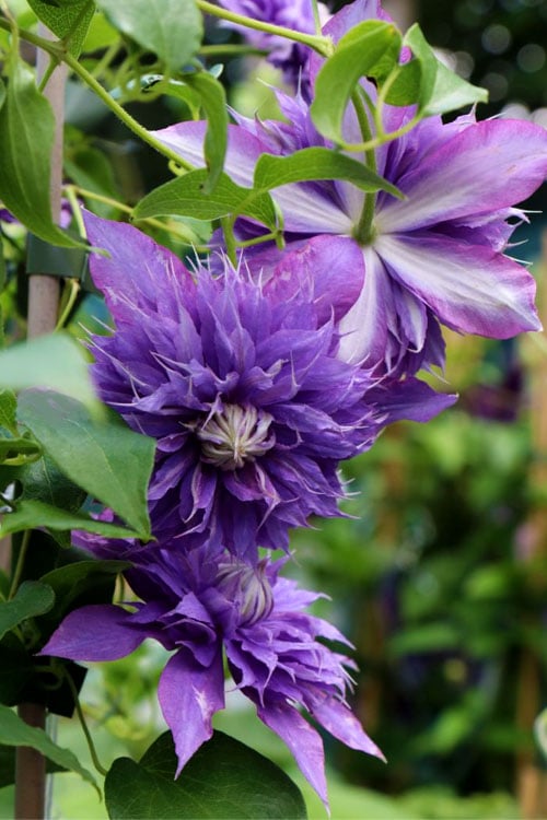  Diamantina Clematis - 1 Gallon Pot