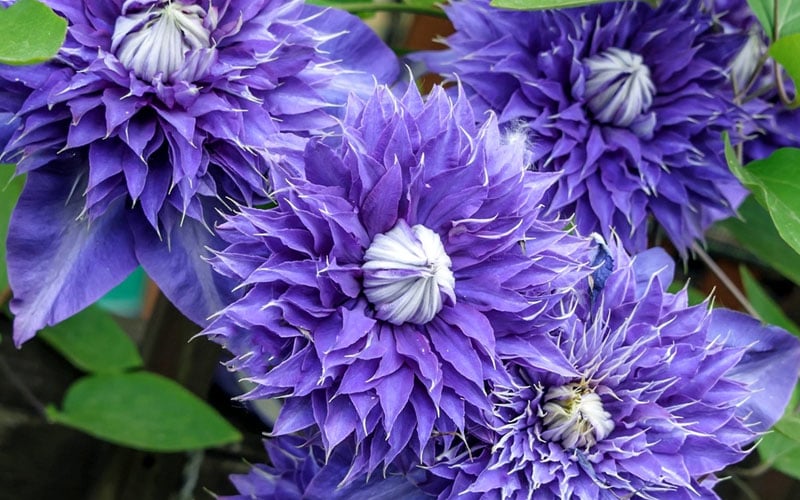  Diamantina Clematis - 1 Gallon Pot