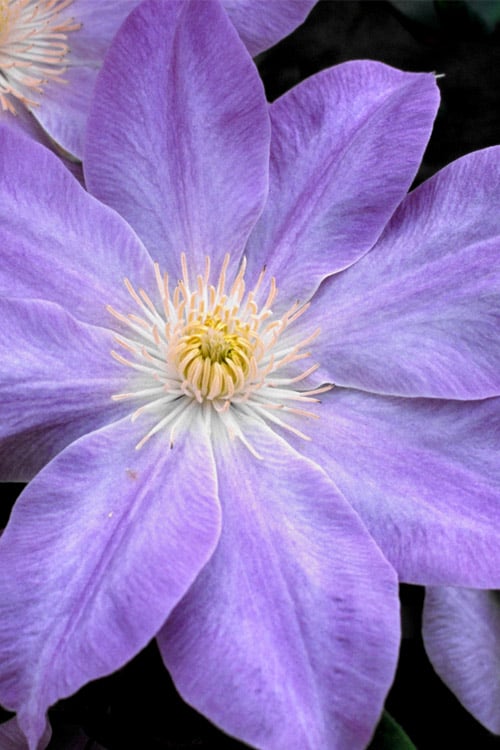  Diana's Delight Clematis - 1 Gallon Pot
