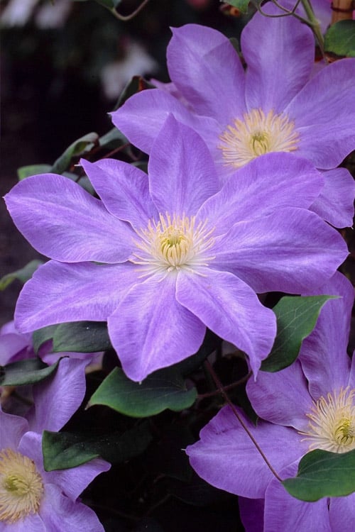  Diana's Delight Clematis - 1 Gallon Pot