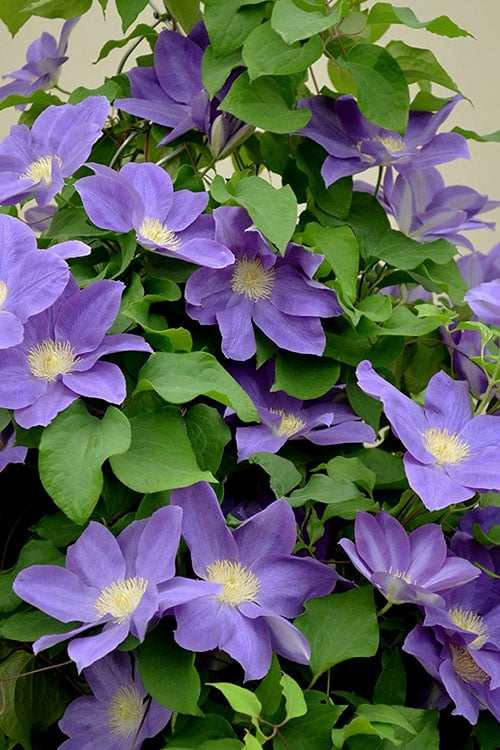  Diana's Delight Clematis - 1 Gallon Pot
