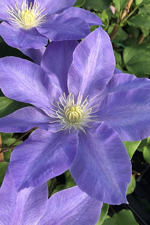  Diana's Delight Clematis - 1 Gallon Pot