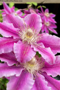  Dr. Ruppel Clematis - 3 Gallon Pot