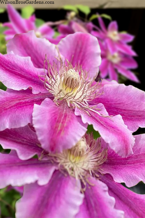  Dr. Ruppel Clematis - 3 Gallon Pot