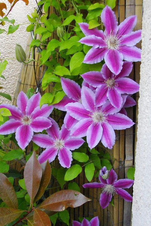  Dr. Ruppel Clematis - 1 Gallon Pot