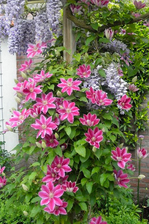  Dr. Ruppel Clematis - 3 Gallon Pot