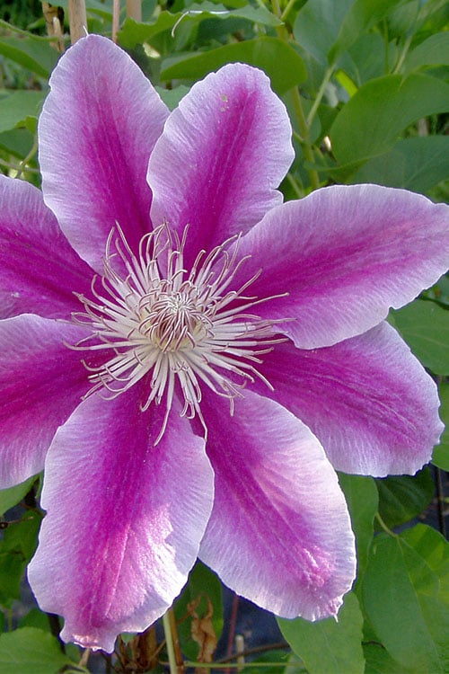  Dr. Ruppel Clematis - 1 Gallon Pot