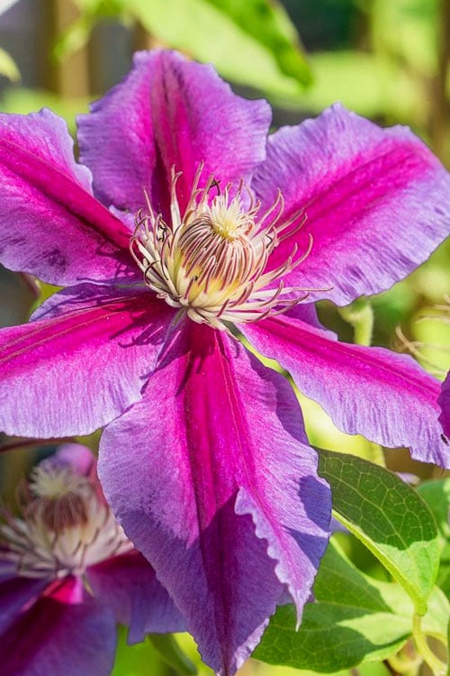  Dr. Ruppel Clematis - 1 Gallon Pot