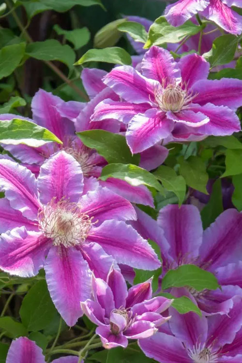  Dr. Ruppel Clematis - 1 Gallon Pot