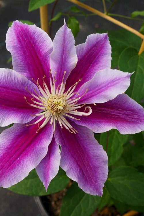  Dr. Ruppel Clematis - 1 Gallon Pot