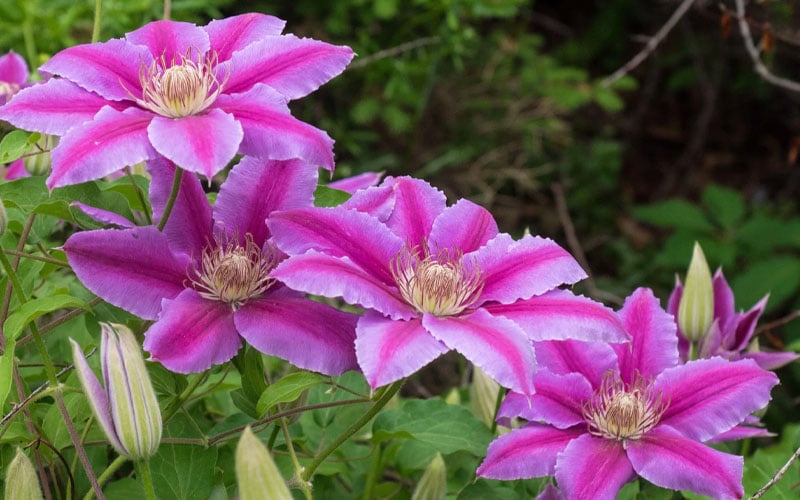  Dr. Ruppel Clematis - 1 Gallon Pot