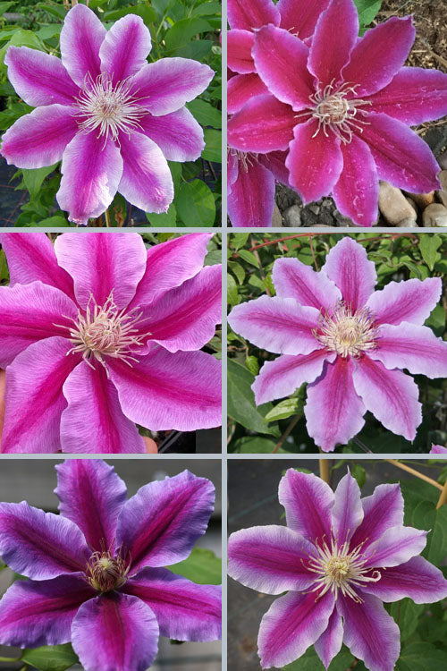  Dr. Ruppel Clematis - 3 Gallon Pot