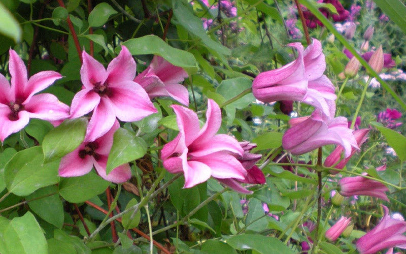  Duchess Of Albany Clematis - 1 Gallon Pot