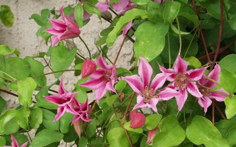  Duchess Of Albany Clematis - 1 Gallon Pot