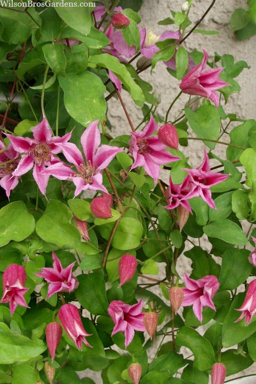  Duchess Of Albany Clematis - 1 Gallon Pot