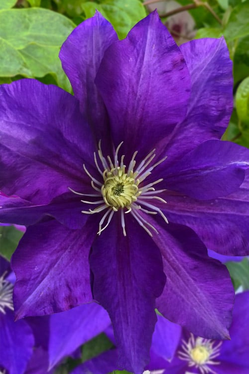  Duchess Of Cornwall Clematis- 1 Gallon Pot