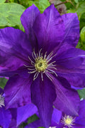  Duchess Of Cornwall Clematis- 1 Gallon Pot