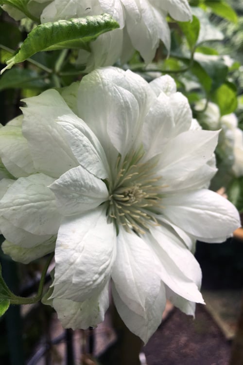  Duchess Of Edinburgh Clematis - 2 Gallon Pot