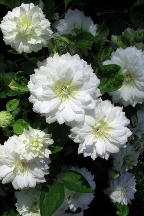  Duchess Of Edinburgh Clematis - 1 Gallon Pot