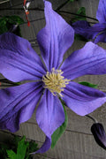  Durandii Clematis - 1 Gallon Pot