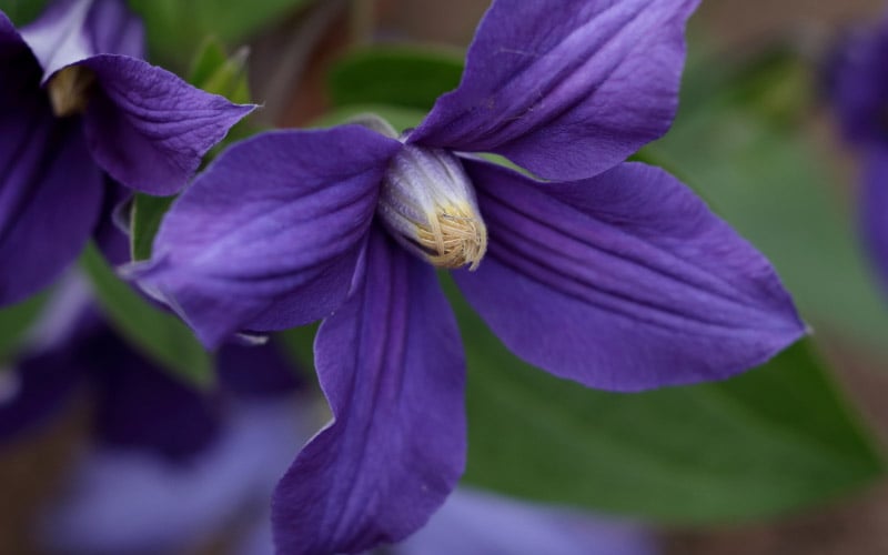  Durandii Clematis - 1 Gallon Pot