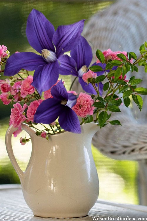  Durandii Clematis - 1 Gallon Pot