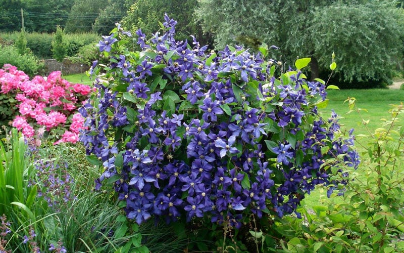  Durandii Clematis - 1 Gallon Pot